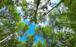 دانلود فوتیج جنگل : نمای پایین از شاخه و برگ Forest Summer