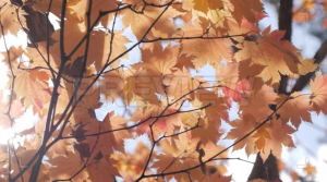فوتیج برگهای نارنجی درخت افرا Orange Maple Leaves